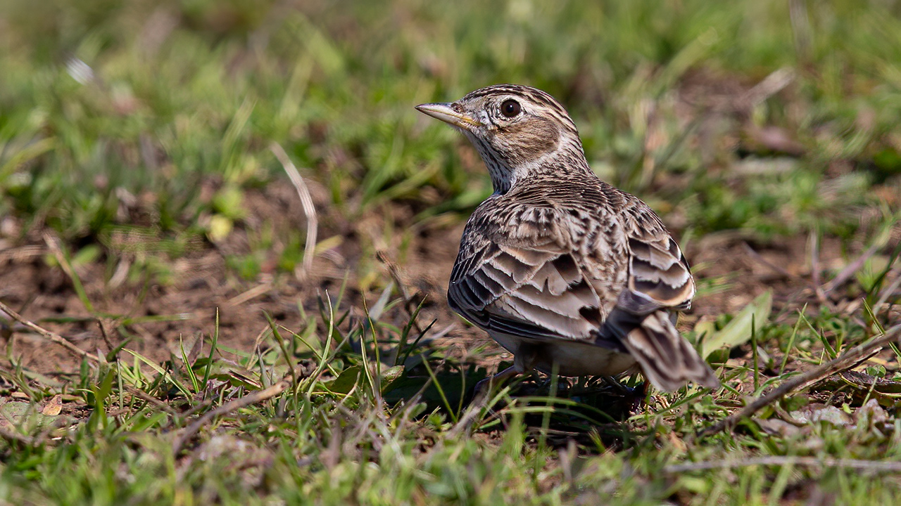 Eurasian Skylark